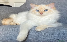 Ragdoll cats for sale: Red flame point Ragdoll - Image 5