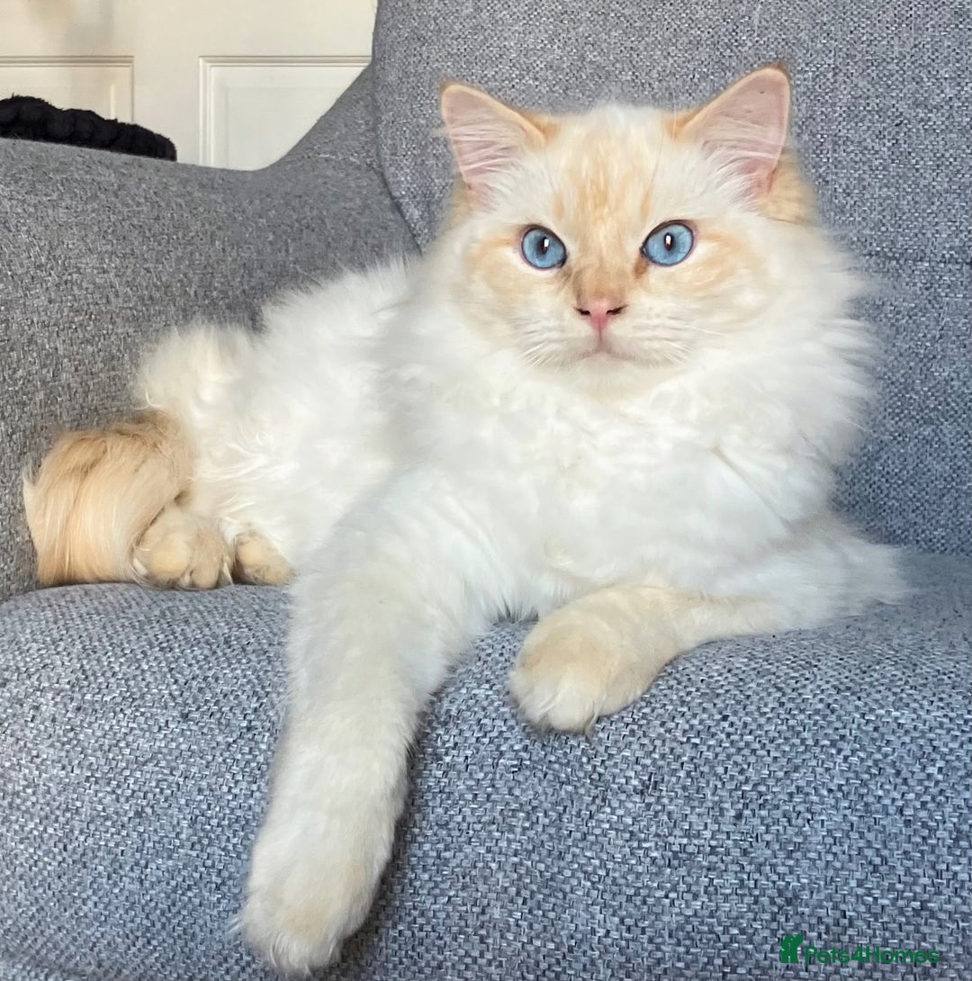 Ragdoll cats for sale: Red flame point Ragdoll - Image 5