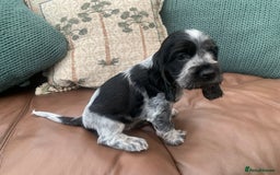 Cocker Spaniel dogs for sale: Cocker Spaniel (Show type ) KC registered pedigree - Image 5