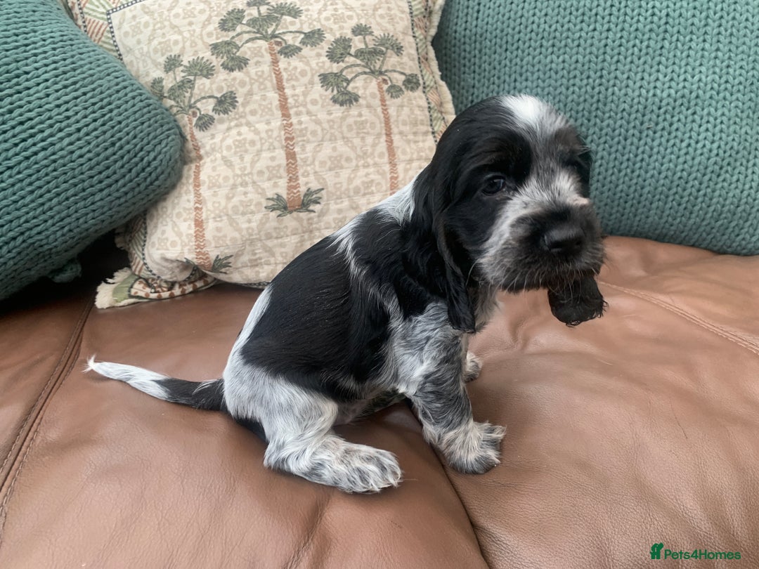 Cocker Spaniel dogs for sale: Cocker Spaniel (Show type ) KC registered pedigree - Image 5