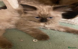 Ragdoll cats for sale: Ragdoll kittens boys and girls - Image 15