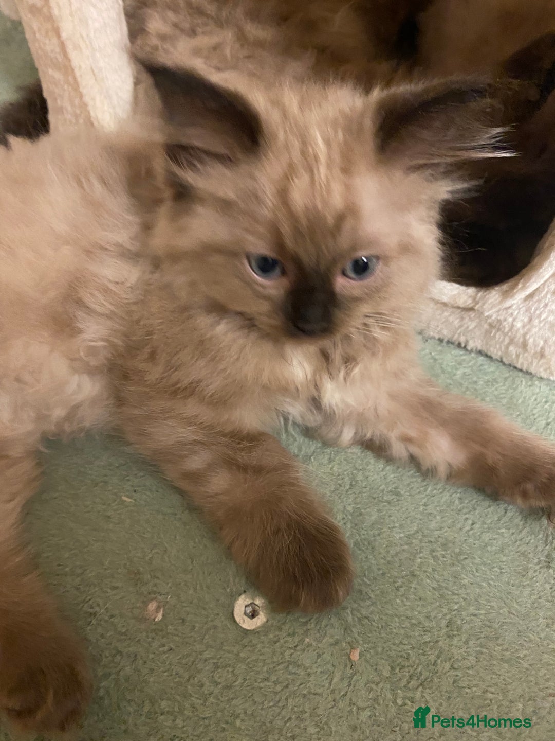 Ragdoll cats for sale: Ragdoll kittens boys and girls - Image 15