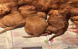 Cavapoo dogs for sale: Beautiful TOY Cavapoo puppies  - Image 8