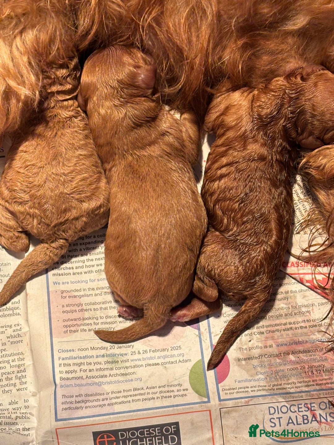 Cavapoo dogs for sale: Beautiful TOY Cavapoo puppies  - Image 8