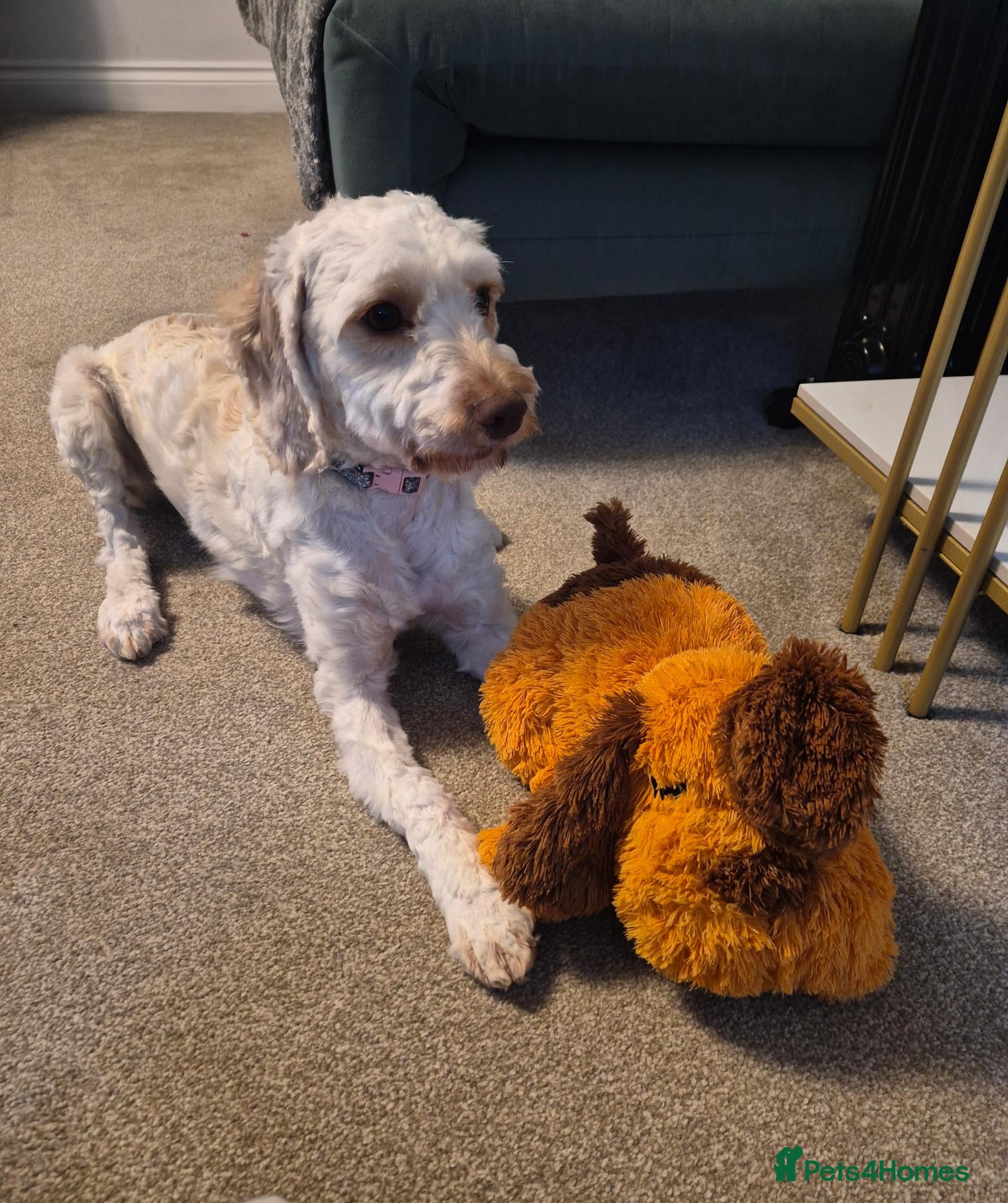 Cockapoo dogs for sale: Daisy - Advert 7
