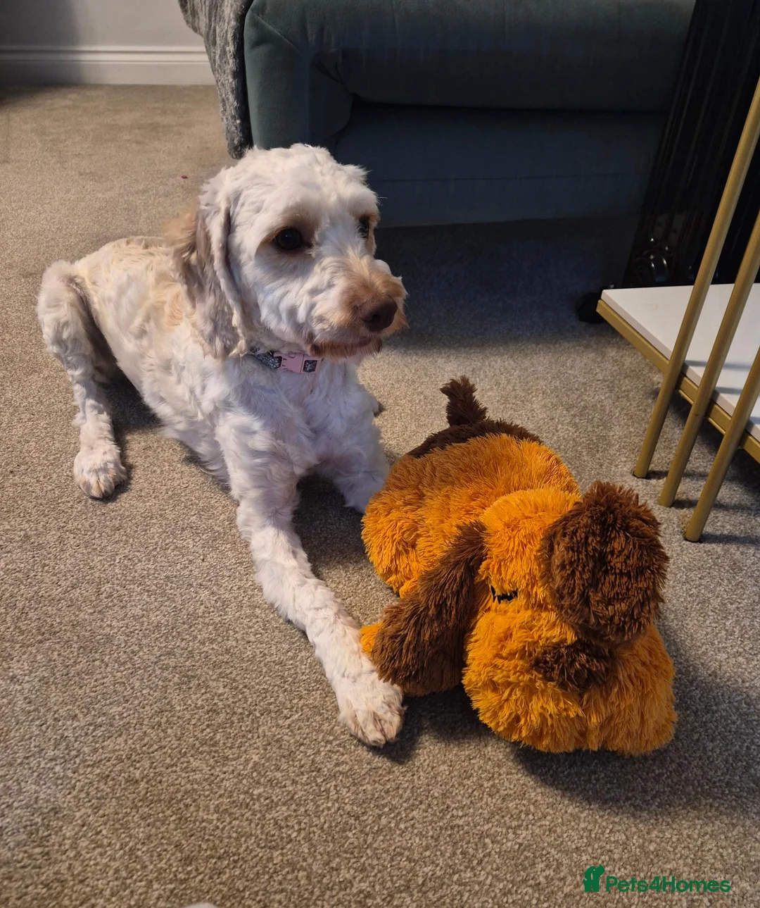 Cockapoo dogs for sale: Daisy - Advert 1