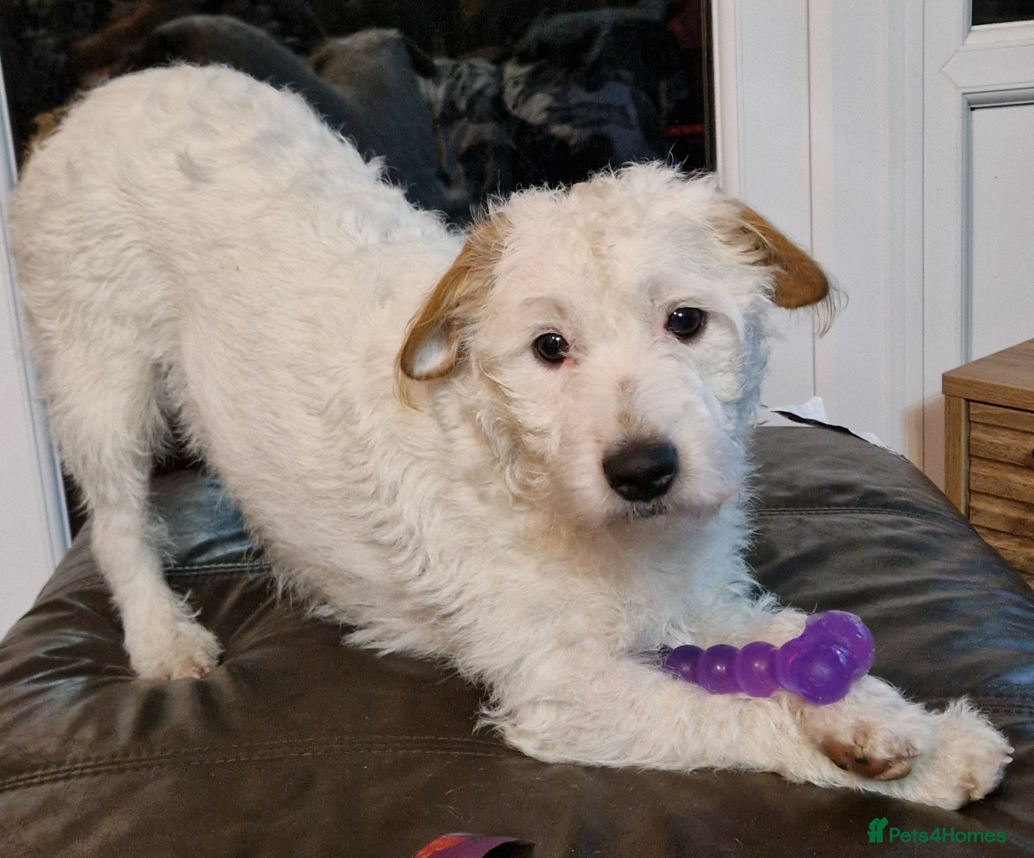 Patterjack dogs for sale: Jak Russell X patterdale  - Advert 1