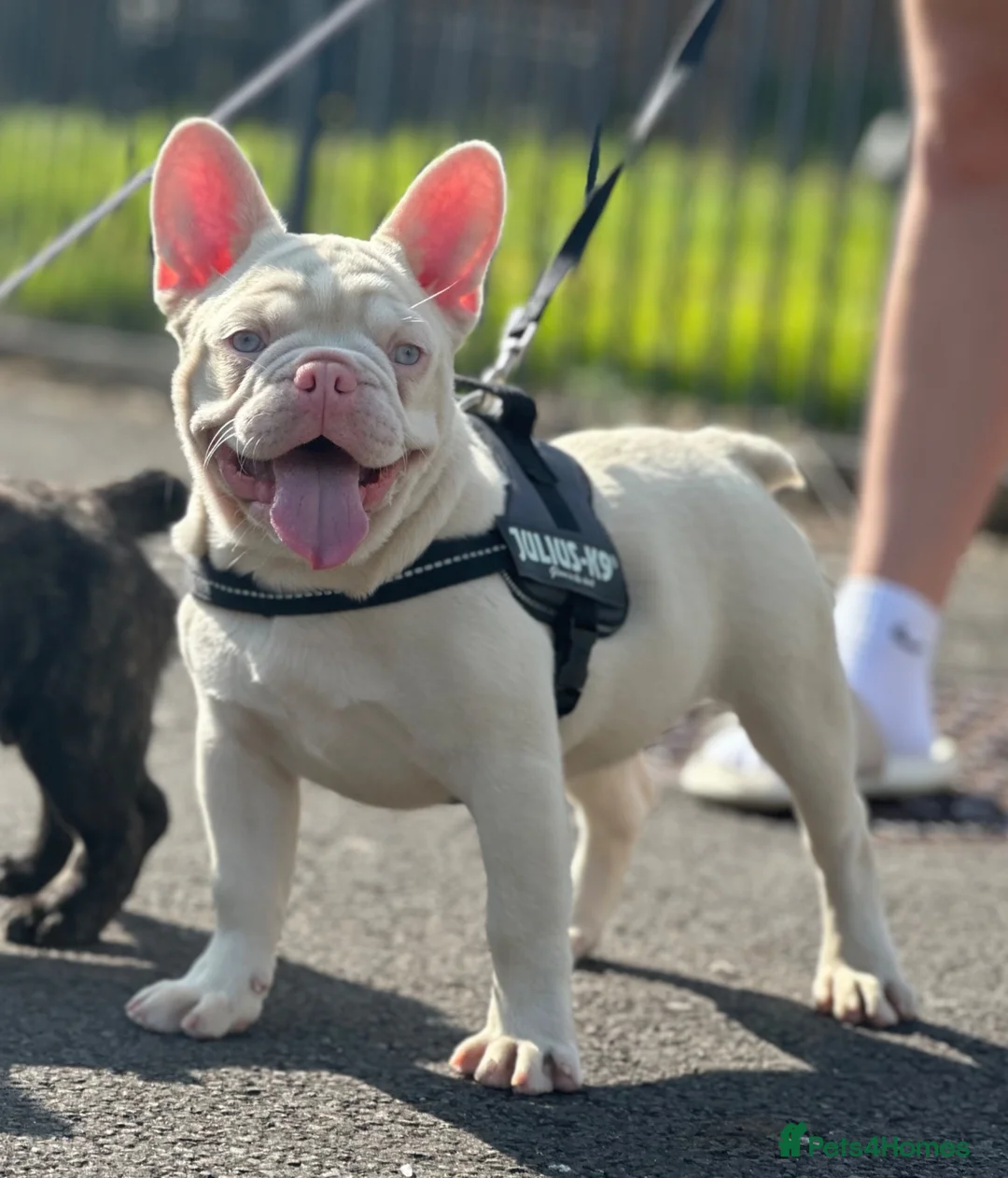French Bulldog dogs for stud: Stunning caramel pink French bulldog for 5th Gen  - Advert 2