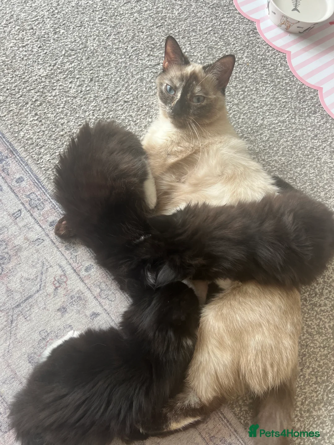 Mixed Breed cats for sale: 4 beautiful half Siamese kittens  - Advert 2