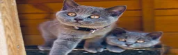 British Shorthair cats for sale: GCCF British shorthair kittens!Ready to collect! - Advert 7