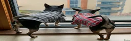 Chihuahua dogs for sale: Pepe and Coco are looking for a new home in London - Advert 5