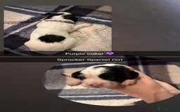 Sprocker dogs for sale: Sprocker spaniel puppies  - Image 4