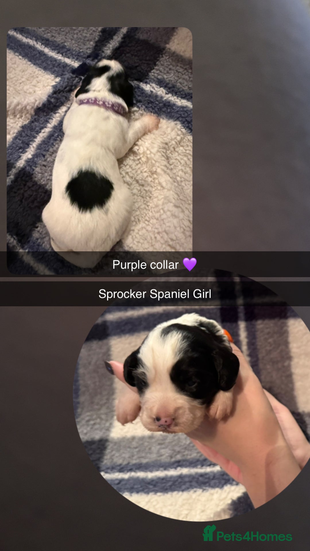 Sprocker dogs for sale: Sprocker spaniel puppies  - Image 4