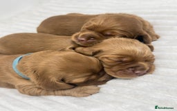 Cocker Spaniel dogs for sale: Beautiful KC Registered Cocker Puppies for Sale - Image 1