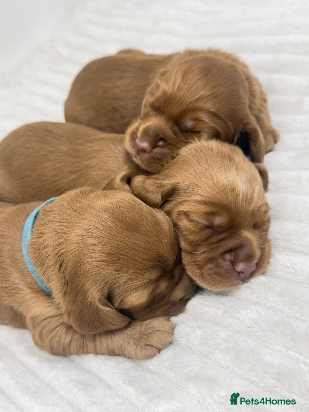 Cocker Spaniel dogs for sale: Beautiful KC Registered Cocker Puppies for Sale - Image 1