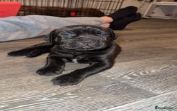 Cane Corso dogs for sale: Cane Corso pups - Image 3