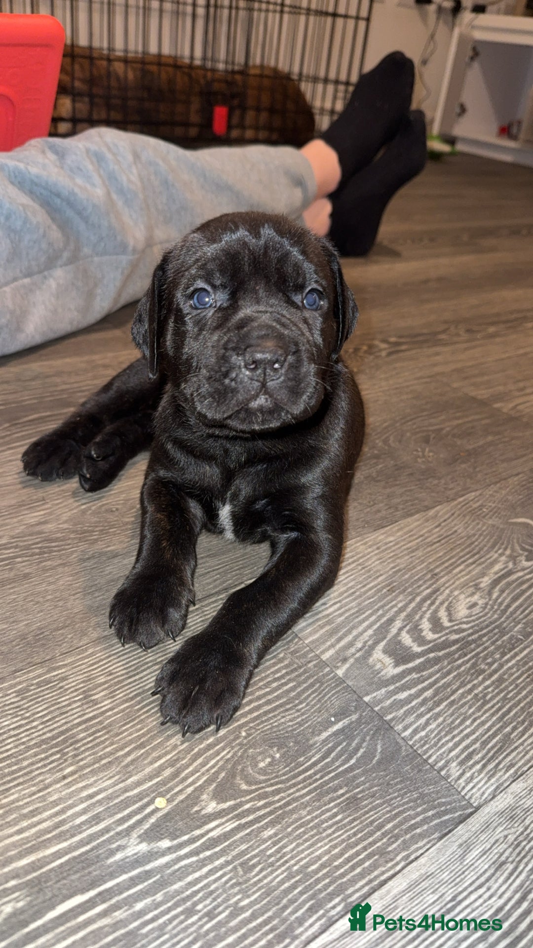 Cane Corso dogs for sale: Cane Corso pups - Image 3