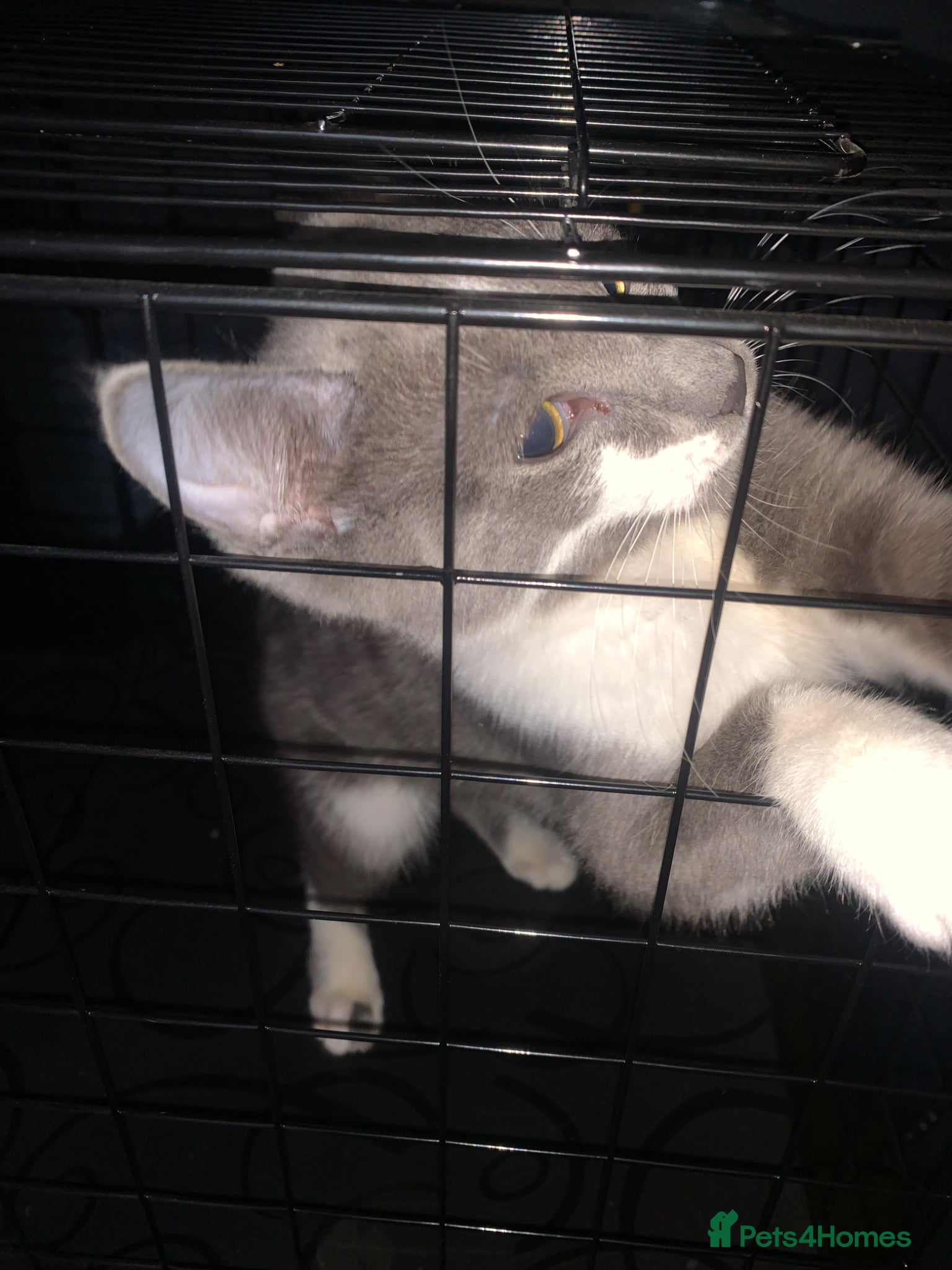 Mixed Breed cats Kitten for sale in Birmingham  - Advert 1