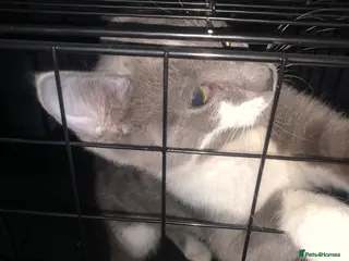 Mixed Breed cats Kitten for sale in Birmingham - Advert 1