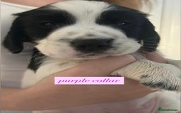 Sprocker dogs for sale: Sprocker puppies. Ready to leave 10th October.  - Image 6
