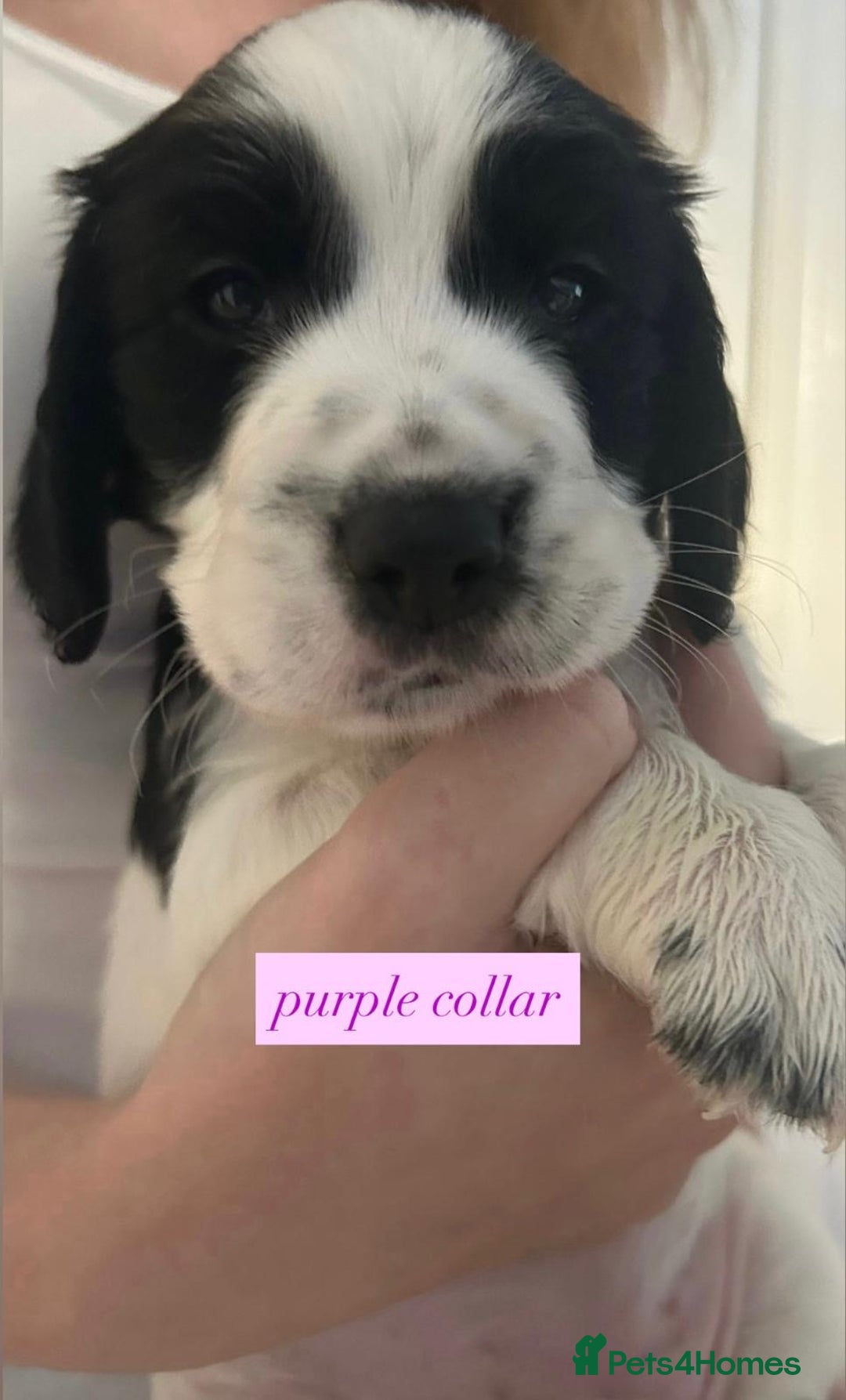 Sprocker dogs for sale: Sprocker puppies. Ready to leave 10th October.  - Image 6