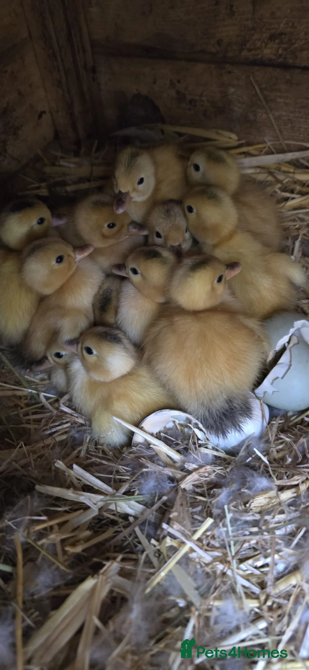 Ducks poultry for sale: Mini silver apple yard ducklings  - Advert 1