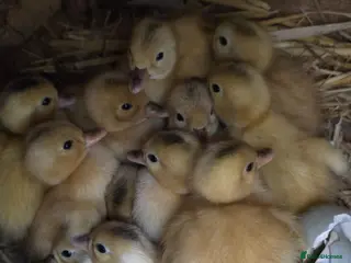 Ducks poultry Mini silver apple yard ducklings - Advert 8