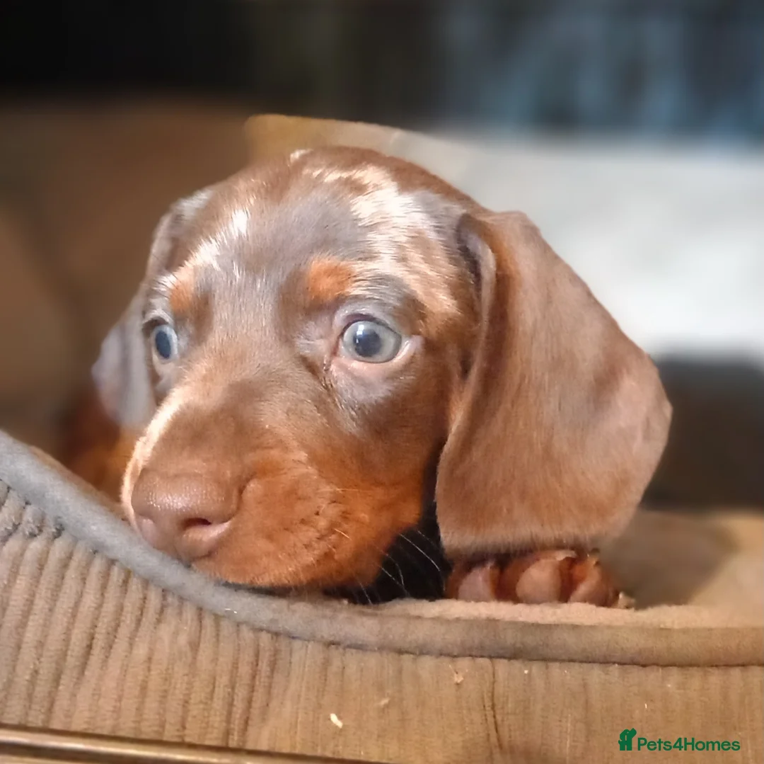 Miniature Dachshund dogs for sale: Beautiful mini dachshund  - Advert 1