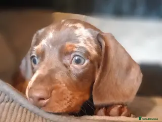 Miniature Dachshund dogs Beautiful mini dachshund - Advert 5