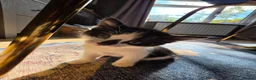 Mixed Breed cats for sale: Gorgeous kittens looking for forever homes - Advert 12
