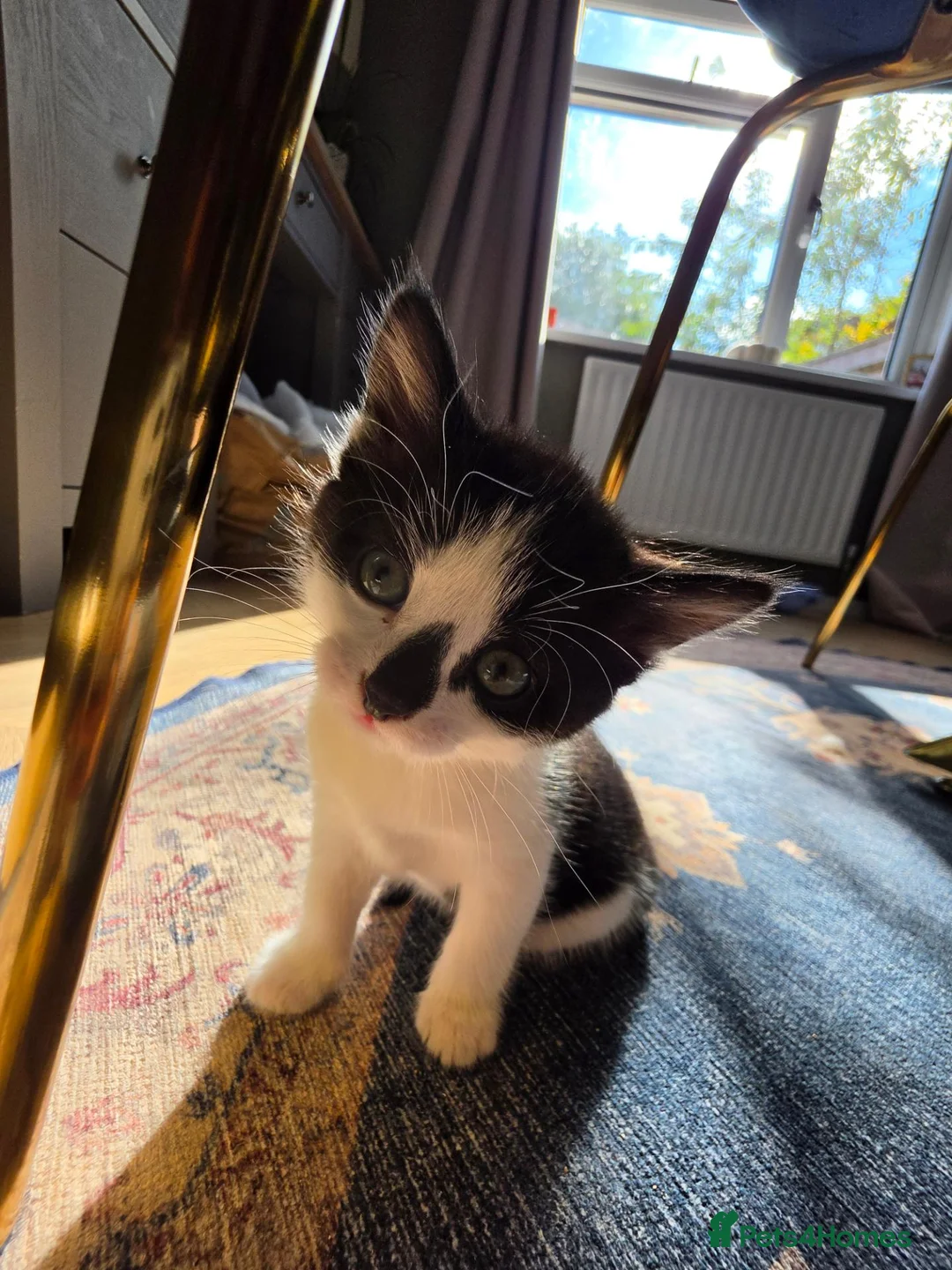 Mixed Breed cats for sale: Gorgeous kittens looking for forever homes - Advert 12