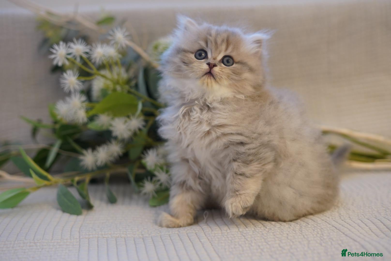 British Shorthair cats TICA registered golden British pedigree kittens  - Advert 2