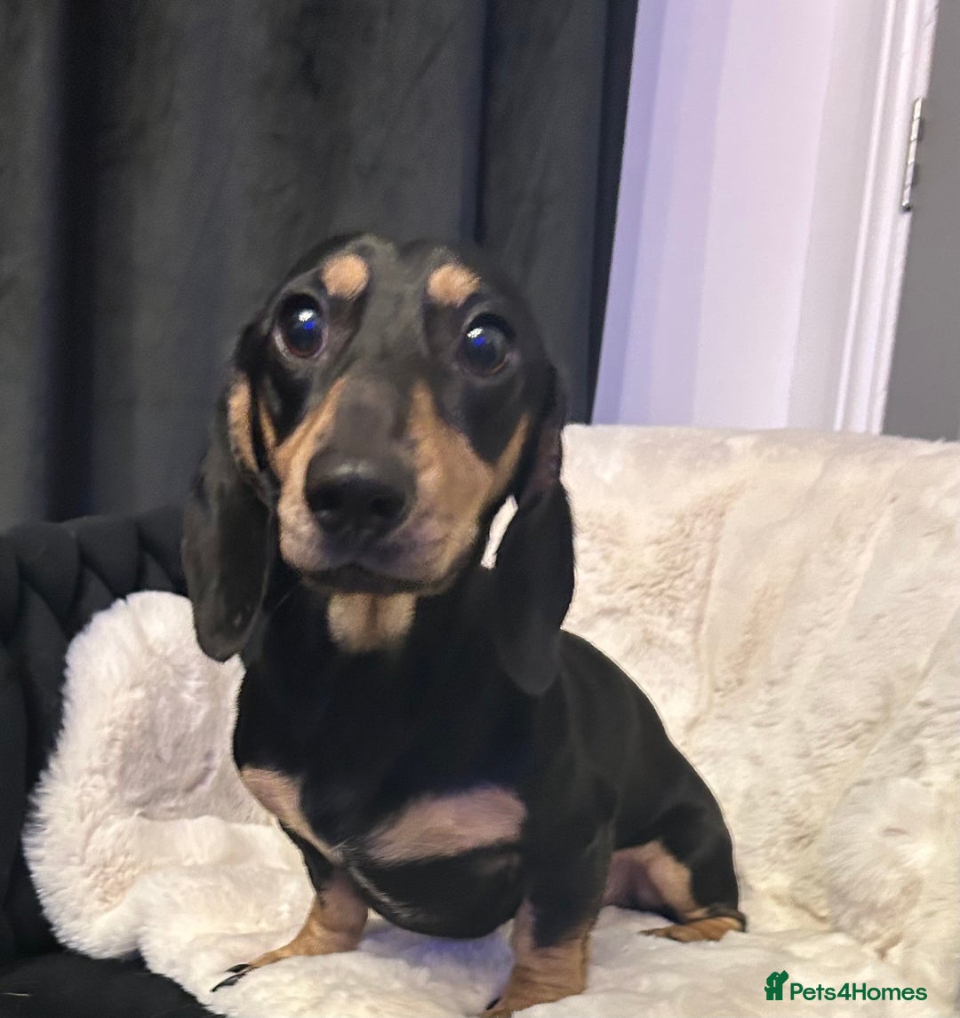 Miniature Dachshund dogs for stud: KC Reg Black/cream,proven,gorgeous boy stud only  - Image 6