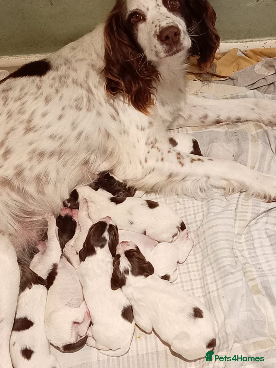 English Springer Spaniel dogs for sale: KC Reg English Springer Spaniels - 2 girls left - Advert 5