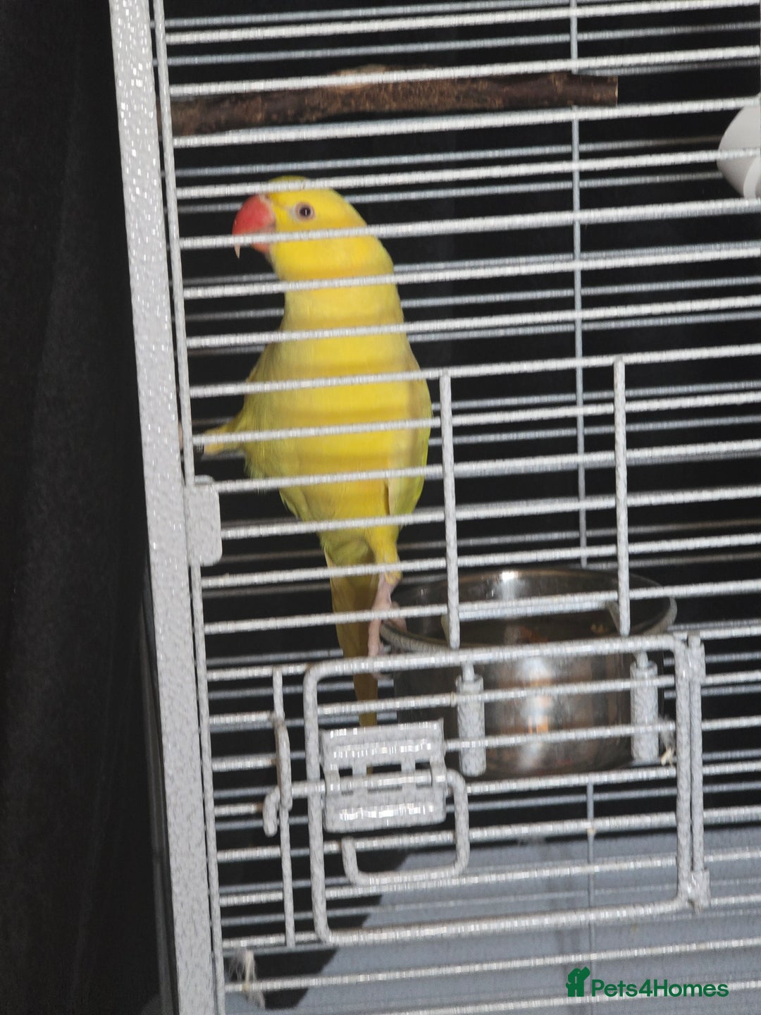 Ringnecks birds for sale: Yellow Indian Ringeck - Advert 3