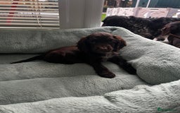 Cocker Spaniel dogs for sale: Show cocker spaniels  - Image 25