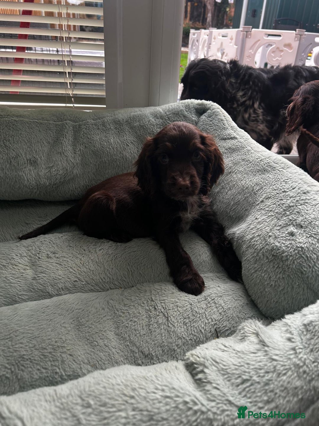 Cocker Spaniel dogs for sale: Show cocker spaniels  - Image 25
