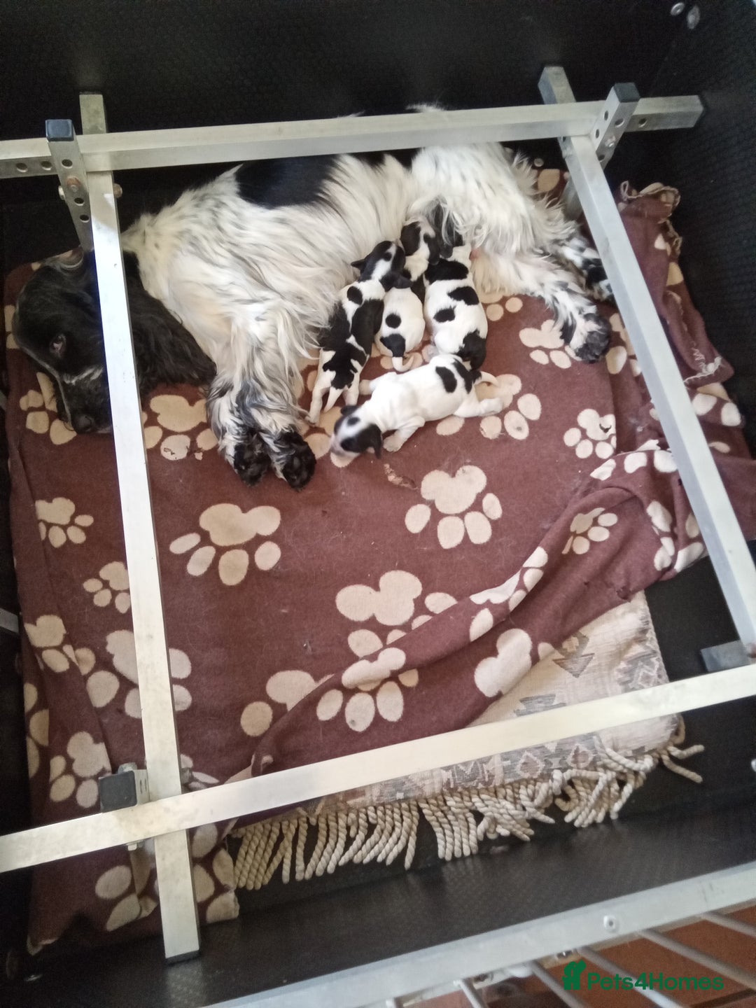 Cocker Spaniel dogs for sale: Cocker spaniel - Image 2