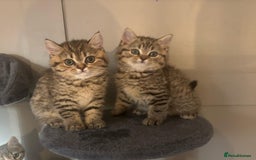 British Shorthair cats for sale: Stunning British short hair kittens - Image 5