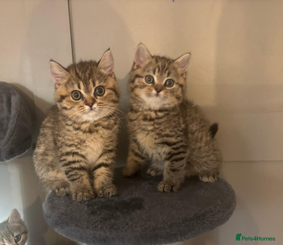 British Shorthair cats for sale: Stunning British short hair kittens - Image 5