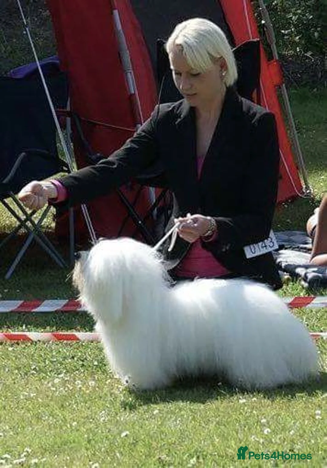 Coton De Tulear dogs for sale: K.C reg Coton de Tulear Puppies inc World Champion - Advert 39