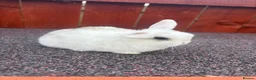Mini Lop rabbits for sale: Beautiful Mini lops READY Now  - Advert 3