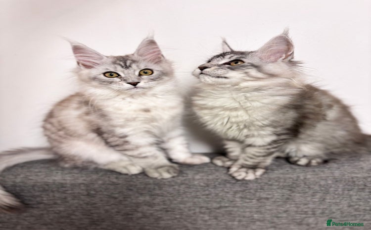 Maine Coon cats - Advert 8