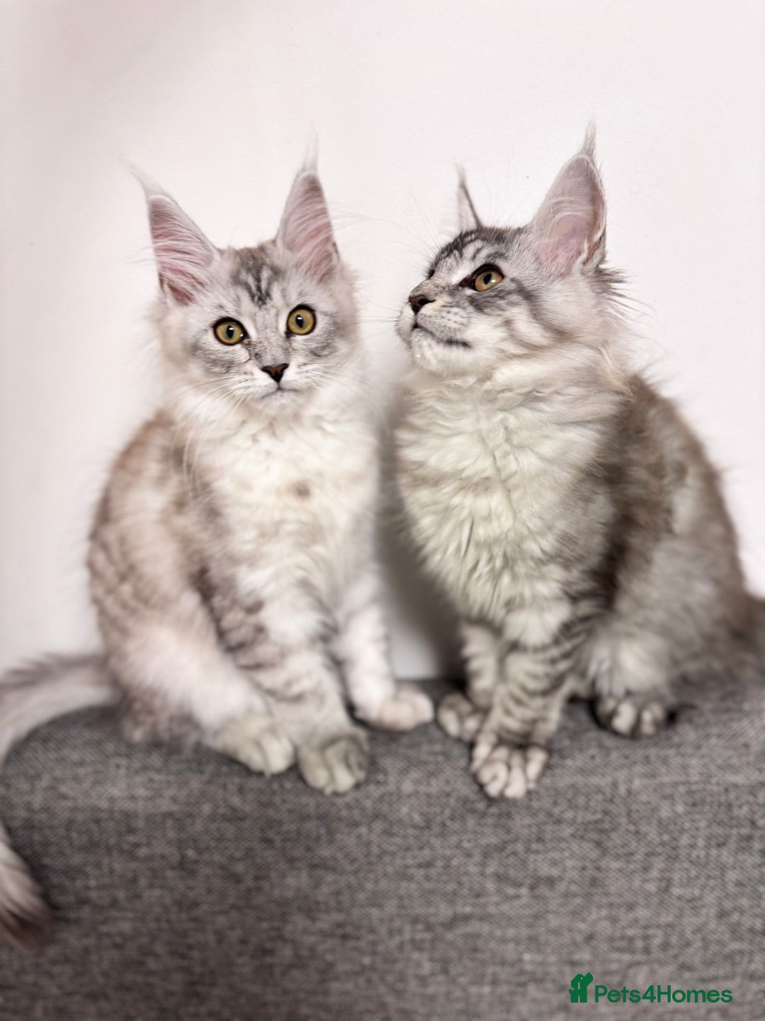 Maine Coon cats for sale: 💕5 TICA registered DNA CLEAR💕  - Image 9