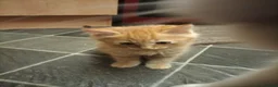 Mixed Breed cats for sale: Dog and hoover proof, fluffy little boy*ready now* - Advert 12