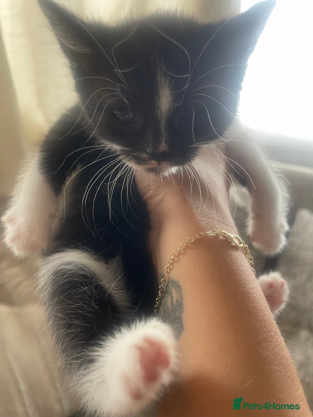 Ragdoll cats for sale: Beautiful fluffy kittens  - Image 4
