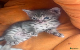 Bengal cats for sale: Beautiful boy remaining ready to go  - Image 10