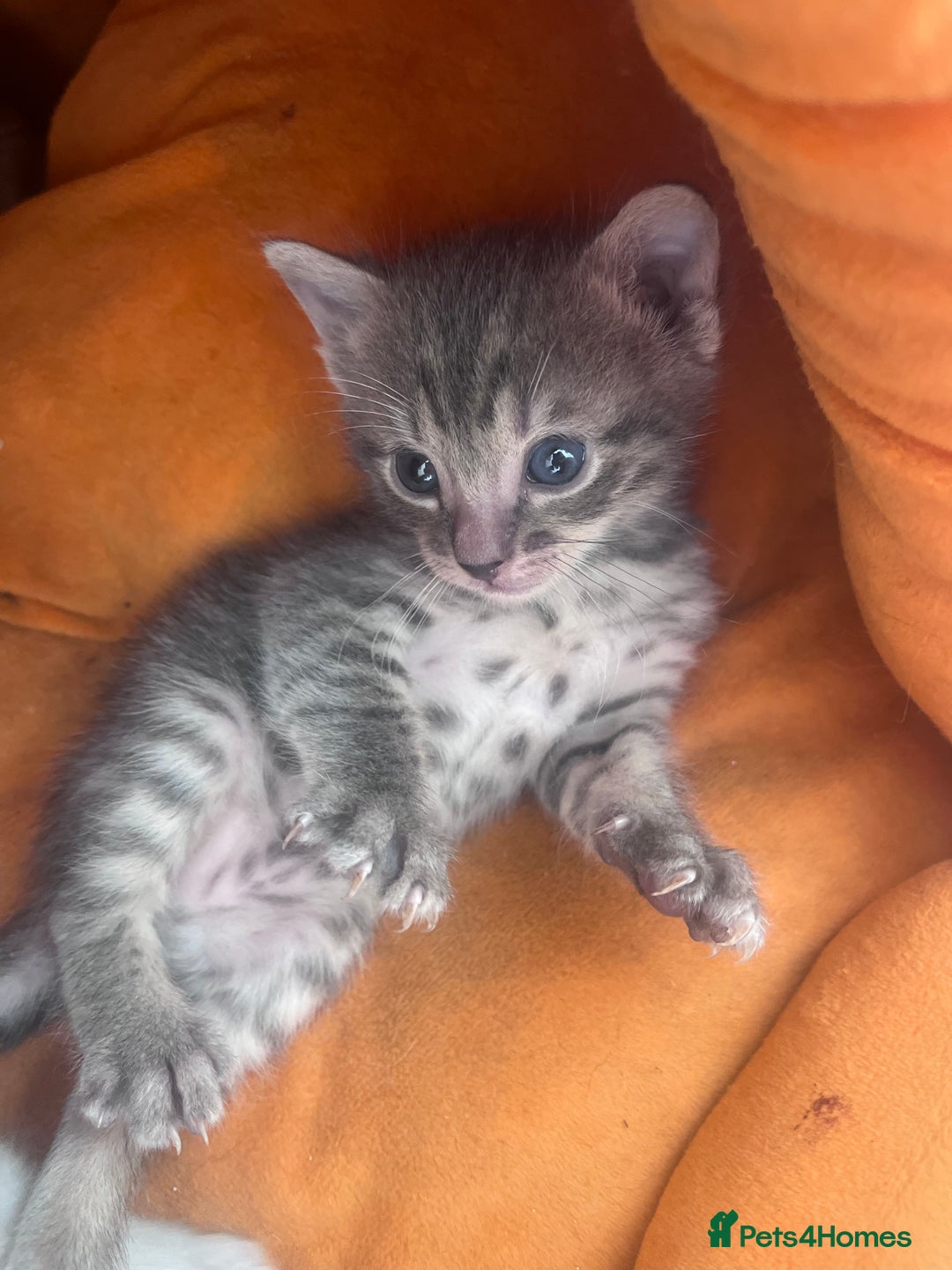 Bengal cats for sale: Beautiful boy remaining ready to go  - Image 10