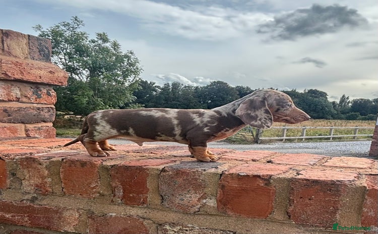 Miniature Dachshund dogs - Advert 8