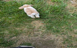 Mini Lop rabbits for sale: Beautiful mini lop bunnies 🐇🐰 - Image 7